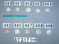 藏品(芋螺貝)的圖片